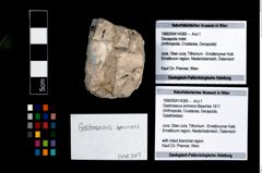 Foto (Objekt + Etikett) von Gastrosacus eminens (Blaschke 1911)  (NHMW-GEO-1990-0041-4385)